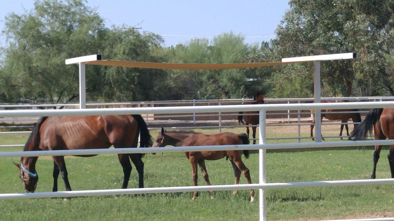 Cali Shade Sails livestock shade sail project example